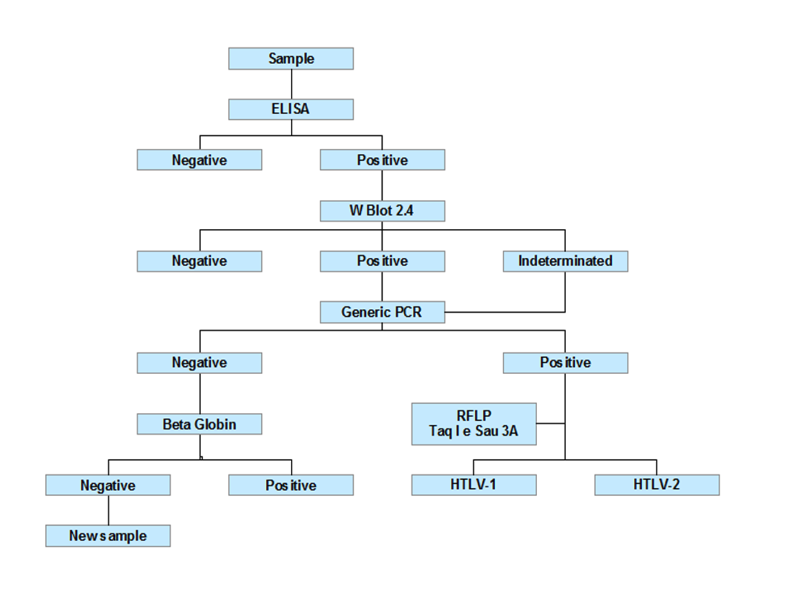 Fluxograma de diagnóstico HTLV