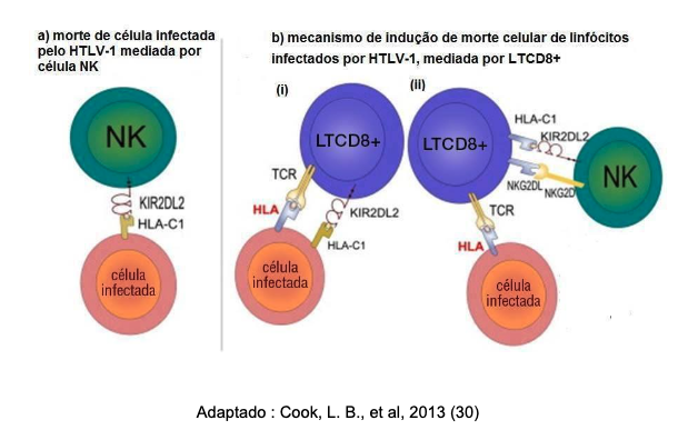 Mecanismo de interação entre o receptor de KIR2DL2 e as células NK na resposta imune celular contra células infectadas pelo HTLV-1